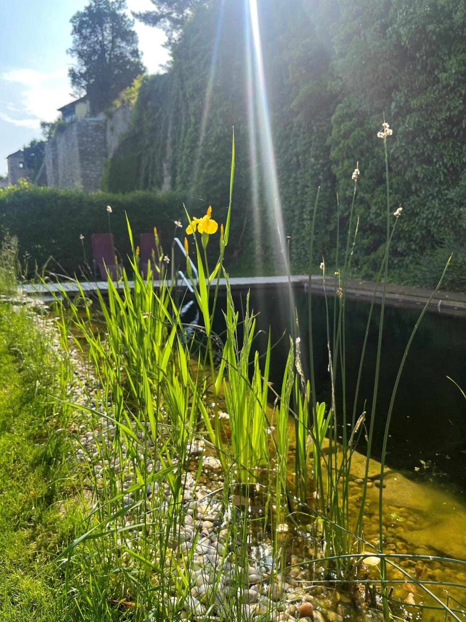 Gasthof Zum Goldenen Anker Hainburg an der Donau Kültér fotó